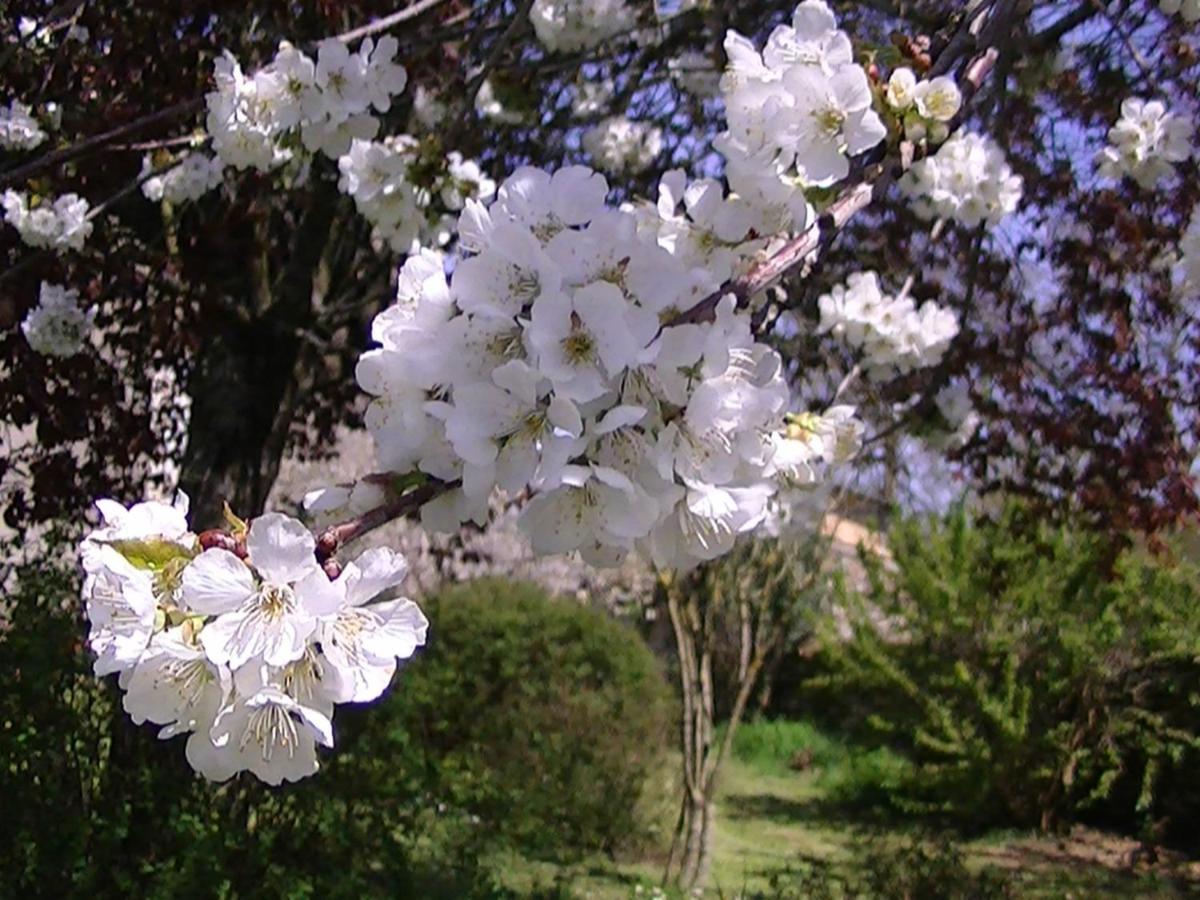 Domaine De L'Estuaire Ξενοδοχείο Saint-Thomas-de-Cônac Εξωτερικό φωτογραφία