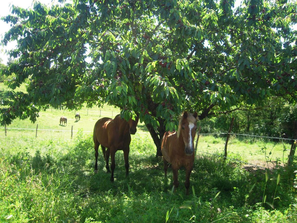 Domaine De L'Estuaire Ξενοδοχείο Saint-Thomas-de-Cônac Εξωτερικό φωτογραφία